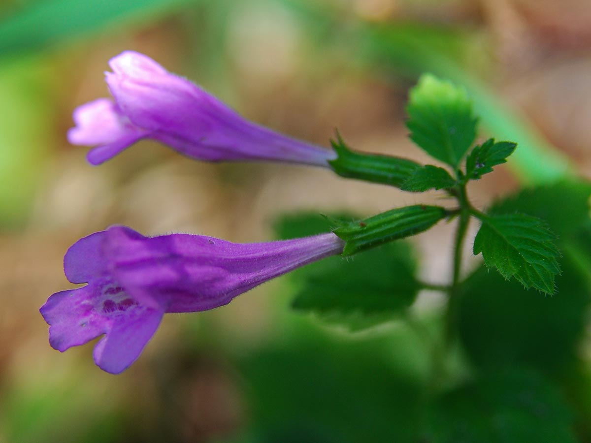 Blüten